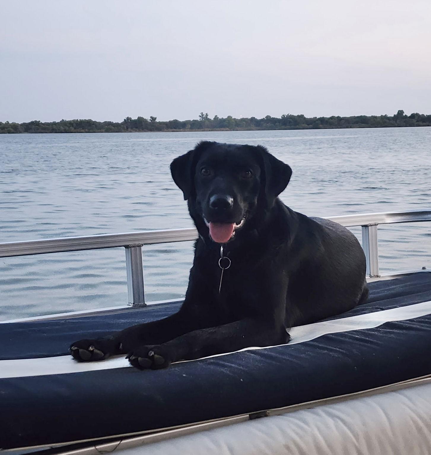 Lilly, a Adoptable Labrador Retriever in Denton, TX image 2/3