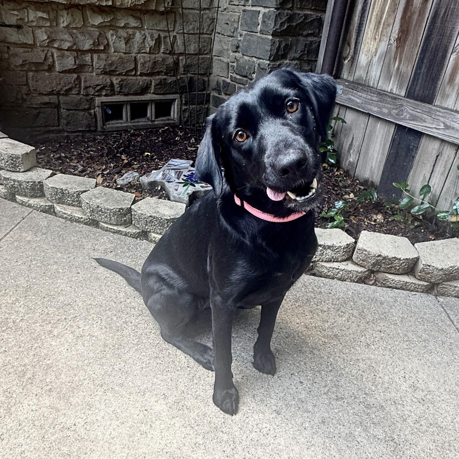 Lilly, a Adoptable Labrador Retriever in Denton, TX image 3/3
