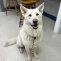 Eclipse *READ ENTIRE DESCRIPTION*, a Adoptable mixed breed in Spokane, WA image 4/12