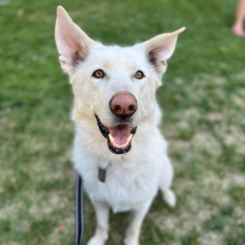 Eclipse *READ ENTIRE DESCRIPTION*, Adoptable, Adult Male Alaskan Malamute.