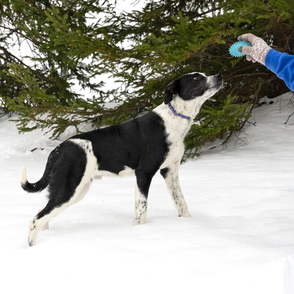 Bub, a Adoptable Mixed Breed image 2/6