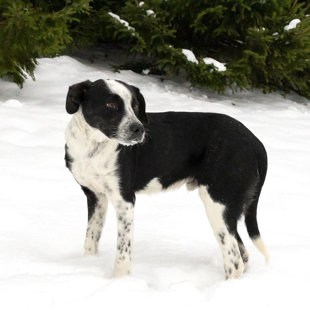 Bub, a Adoptable Mixed Breed image 3/6