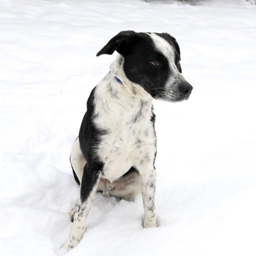 Bub, a Adoptable Mixed Breed image 6/6