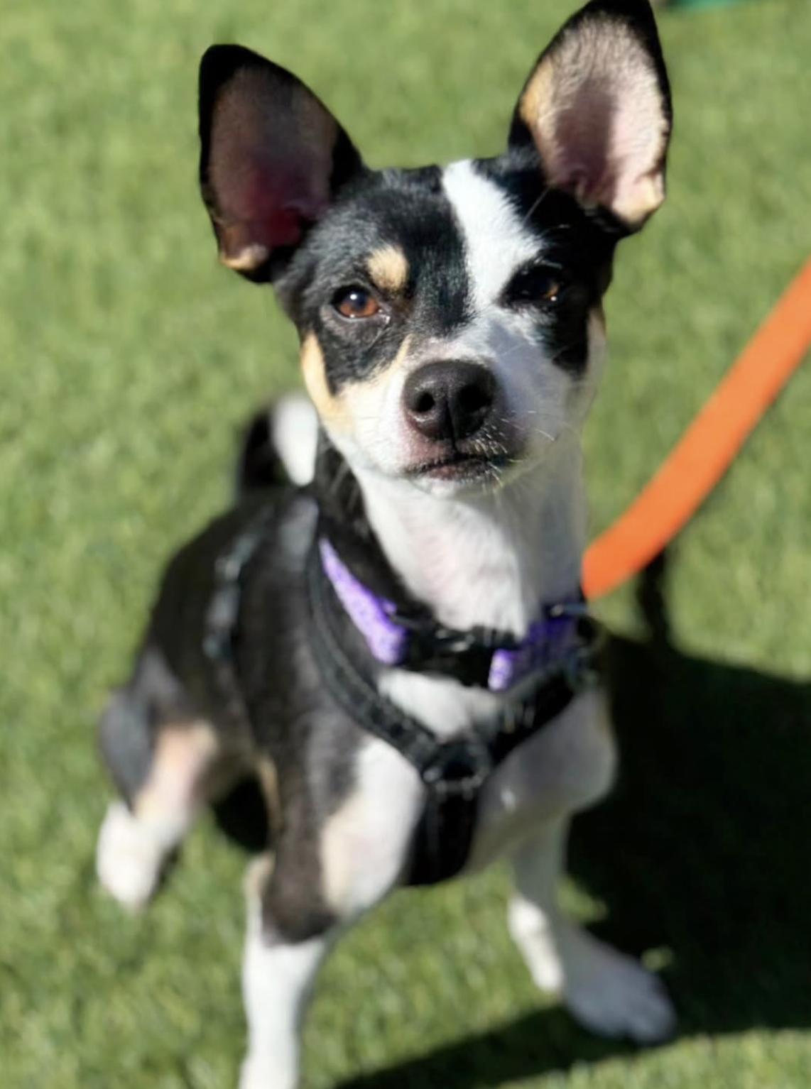 Enlarge GEMINI, an adopted mixed breed in San Francisco, CA image 1/1