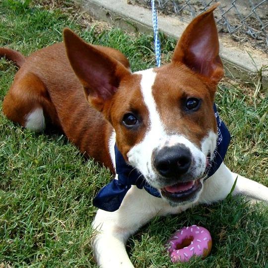 Enlarge Emery, a Adoptable Mixed Breed in Jeffersonville, IN image 1/3