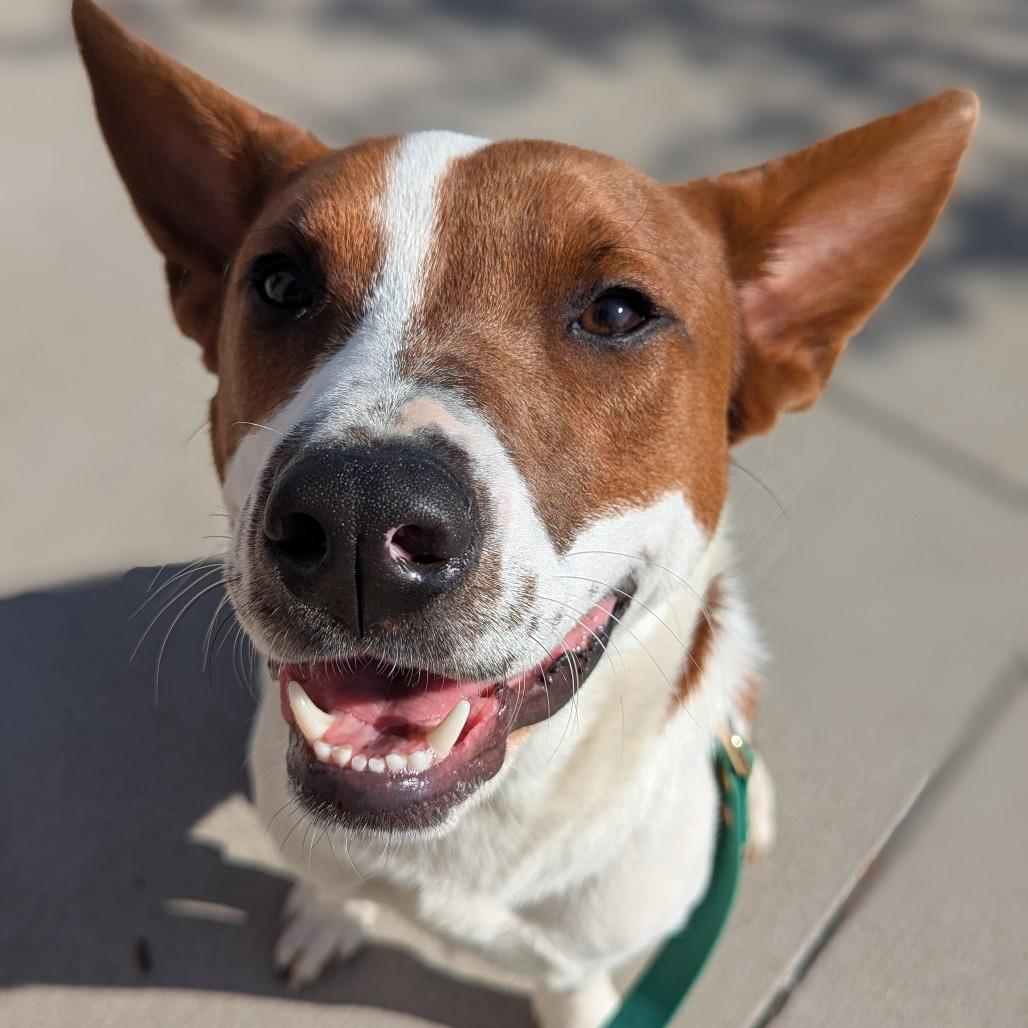 Enlarge Emery, a Adoptable Mixed Breed in Jeffersonville, IN image 2/3