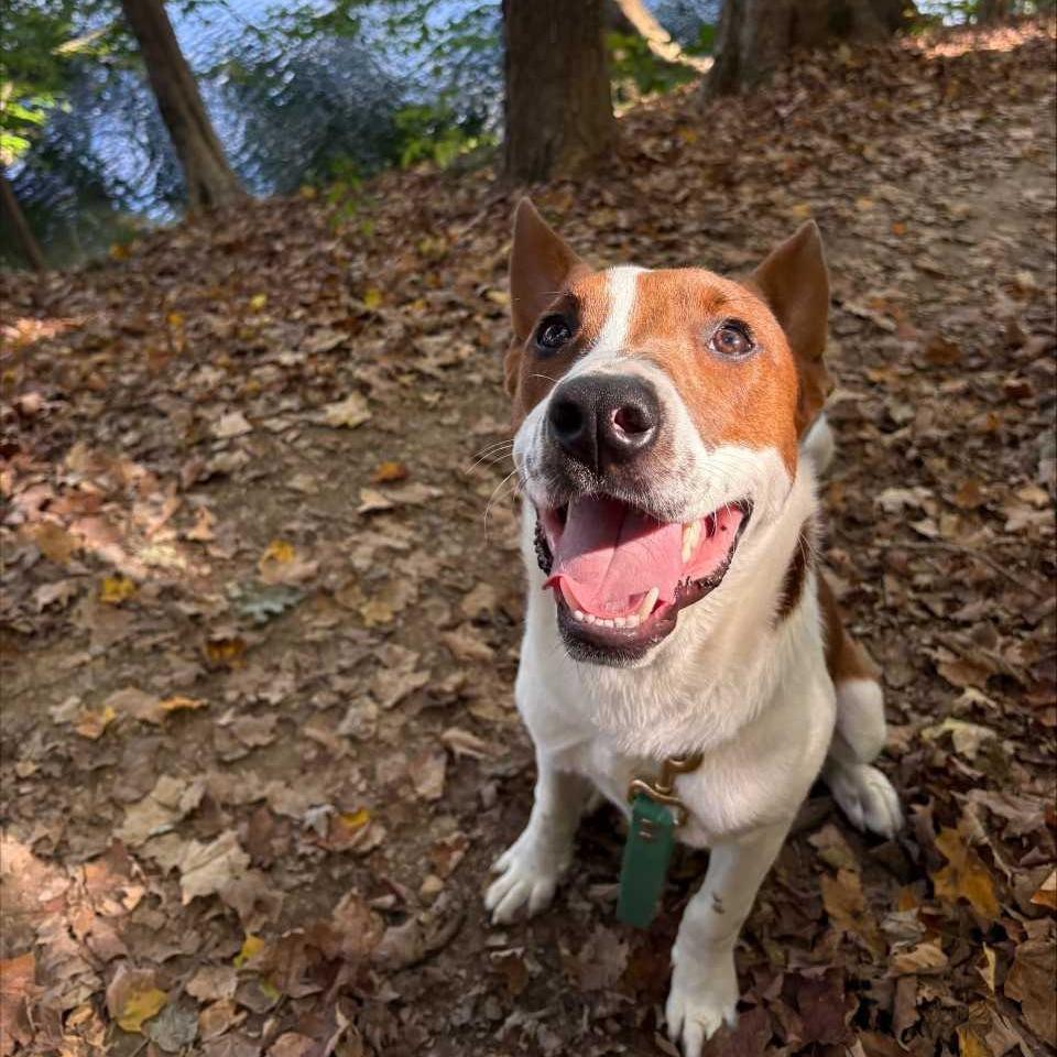 Enlarge Emery, a Adoptable Mixed Breed in Jeffersonville, IN image 3/3