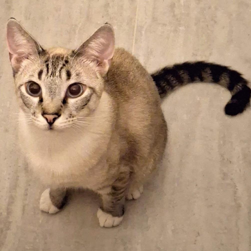 Enlarge Posh Spice, a Adoptable Siamese in Port Charlotte, FL image 1/4