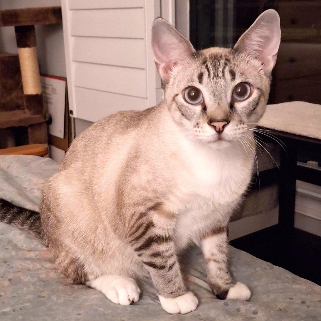 Enlarge Posh Spice, a Adoptable Siamese in Port Charlotte, FL image 2/4