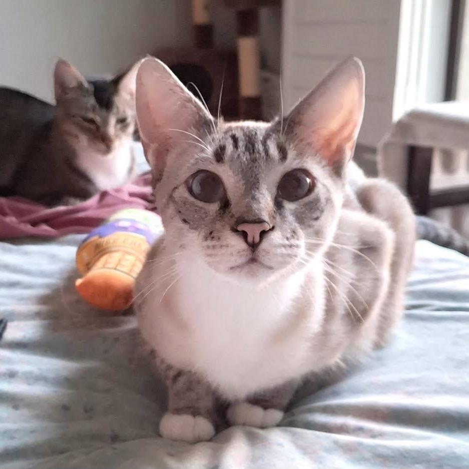 Enlarge Posh Spice, a Adoptable Siamese in Port Charlotte, FL image 3/4