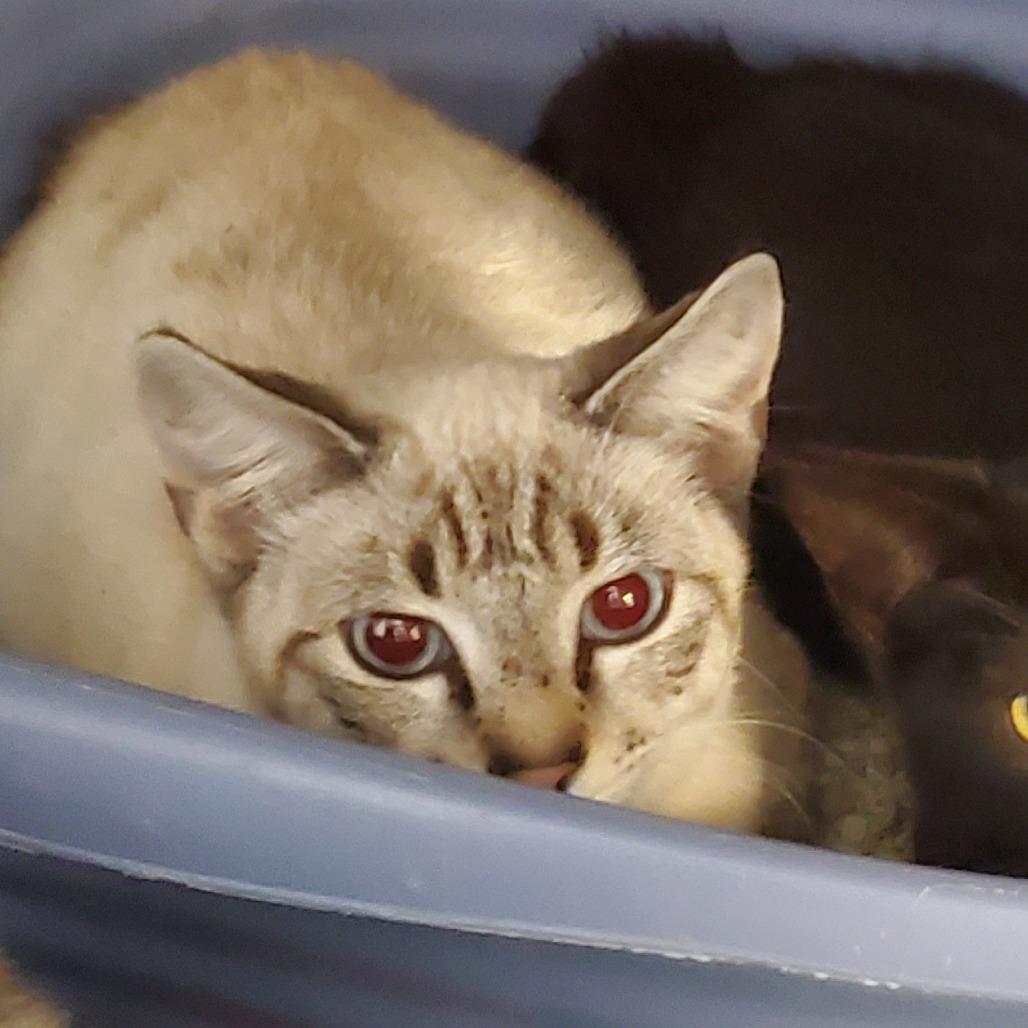 Enlarge Posh Spice, a Adoptable Siamese in Port Charlotte, FL image 4/4