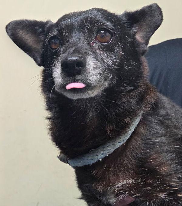 26-07-2135 Phillip, Adoptable, Adult Male Chihuahua.