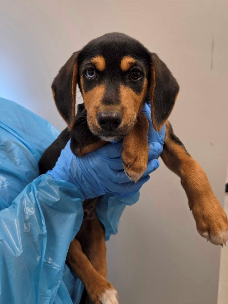 Nirvana, Adopted, Puppy Male Hound & Mixed Breed.
