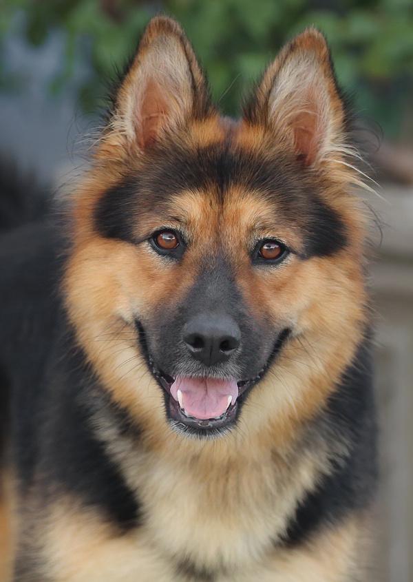 Francesca Von Falera