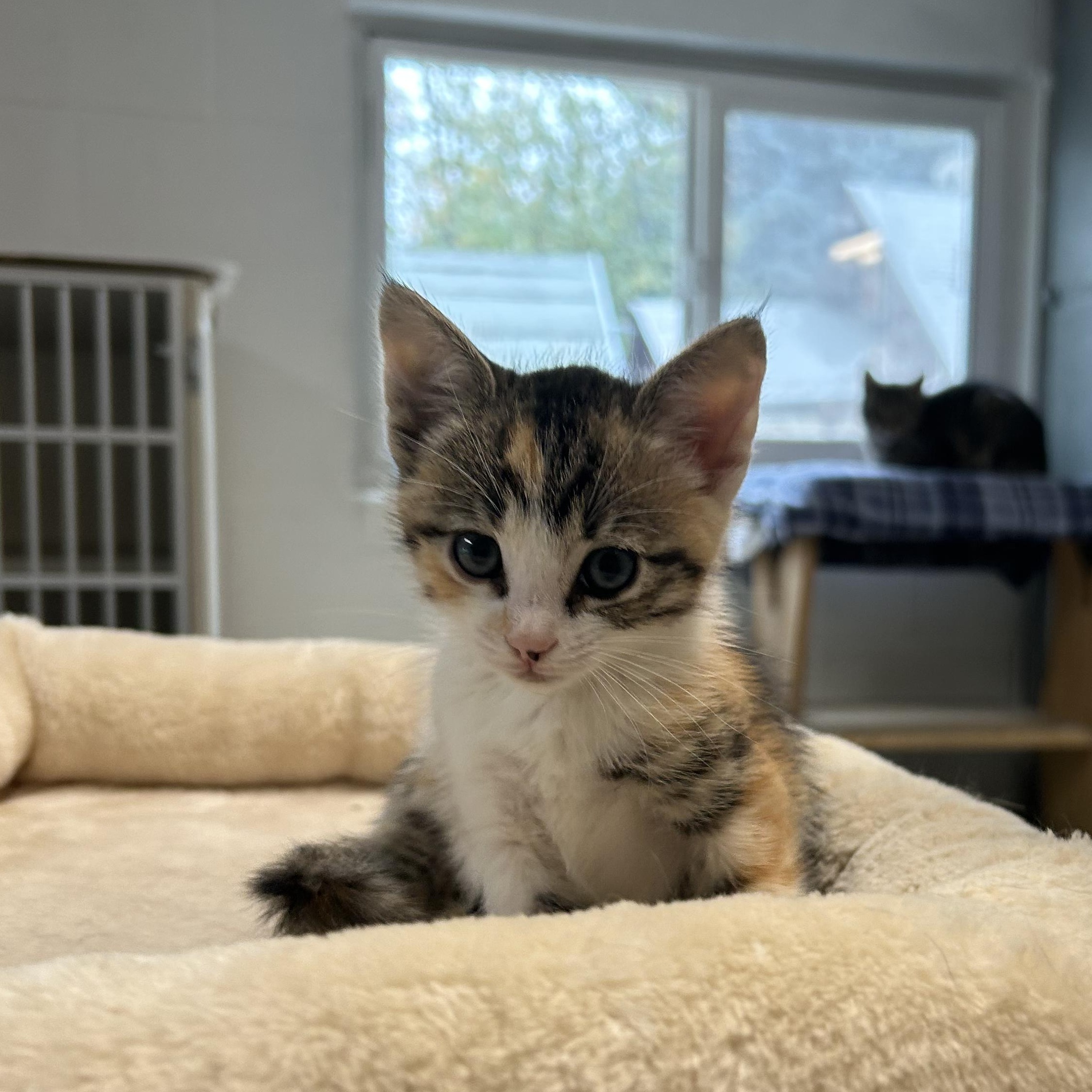 LOTS OF KITTENS, Adoptable, Kitten Male Domestic Medium Hair.