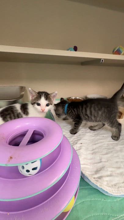 Enlarge LOTS OF KITTENS, a Adoptable Domestic Medium Hair in Quincy, CA video 2/3