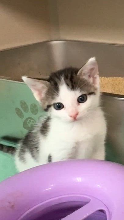 Enlarge LOTS OF KITTENS, a Adoptable Domestic Medium Hair in Quincy, CA video 1/3