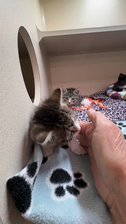 Enlarge LOTS OF KITTENS, a Adoptable Domestic Medium Hair in Quincy, CA video 3/3