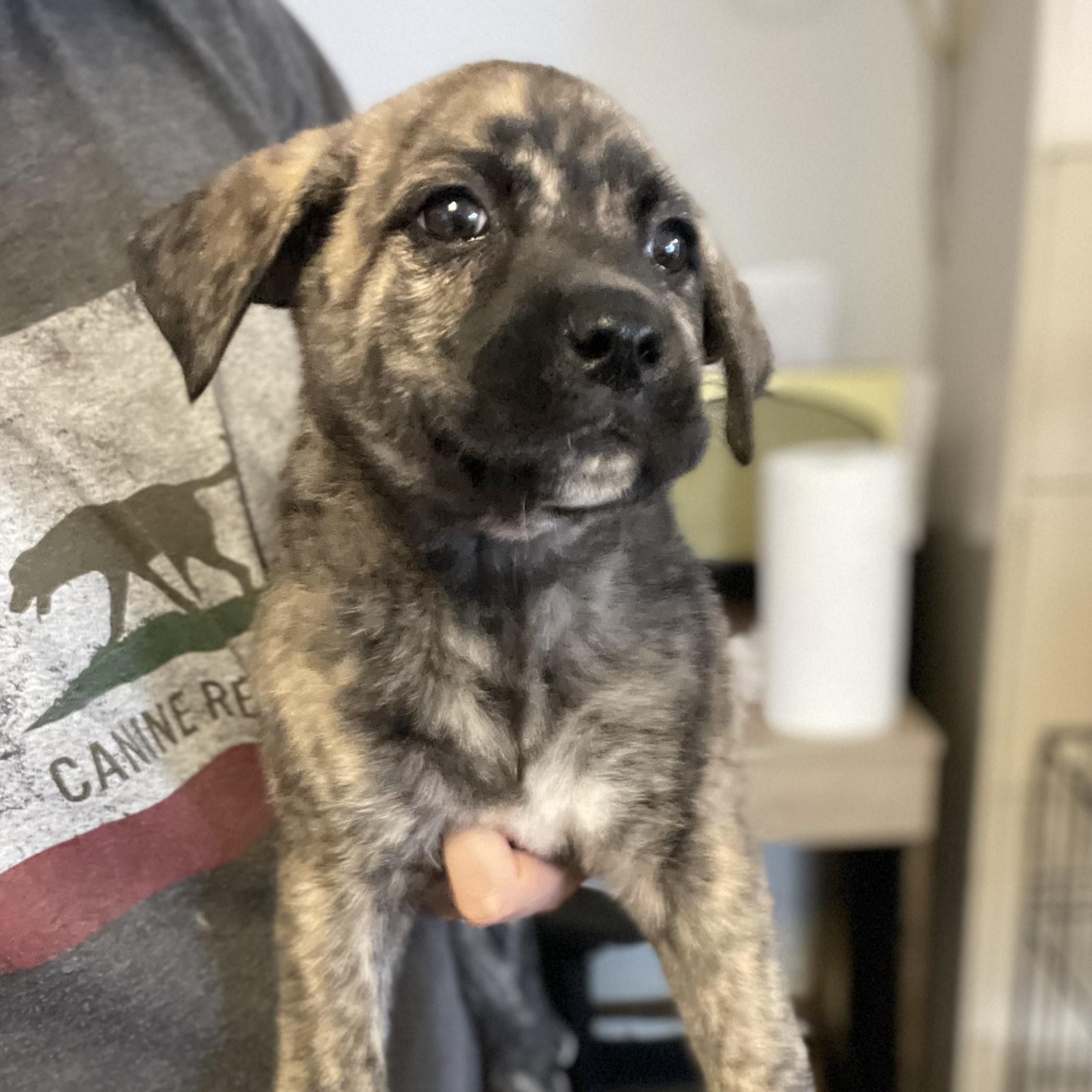 Dog for adoption - Effie, a Plott Hound Mix in New York, NY | Petfinder