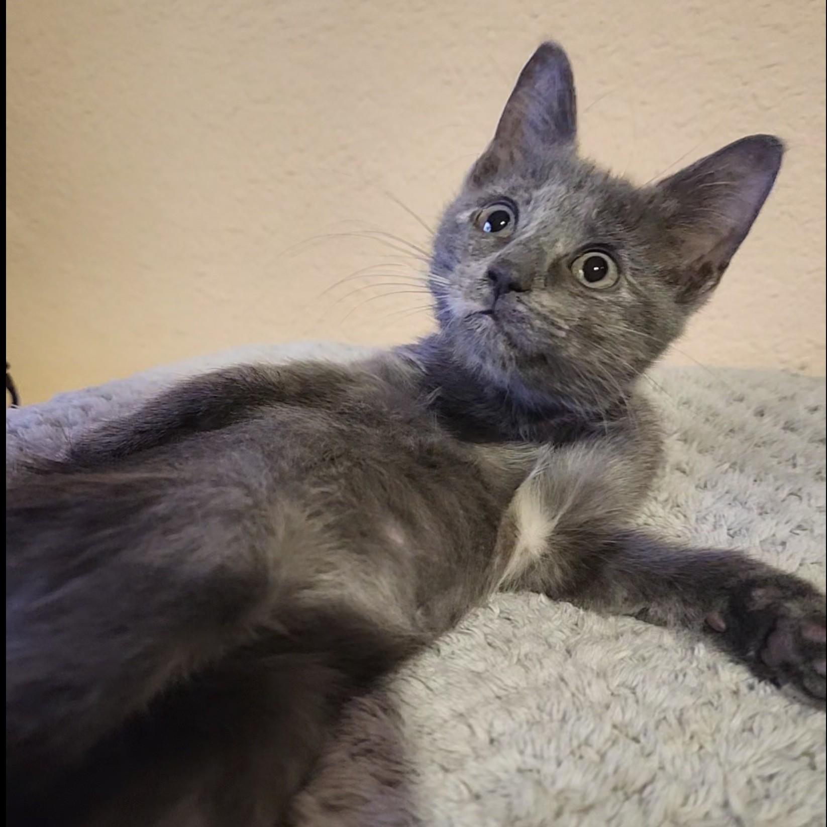 Otter, Adoptable, Kitten Female Dilute Tortoiseshell.