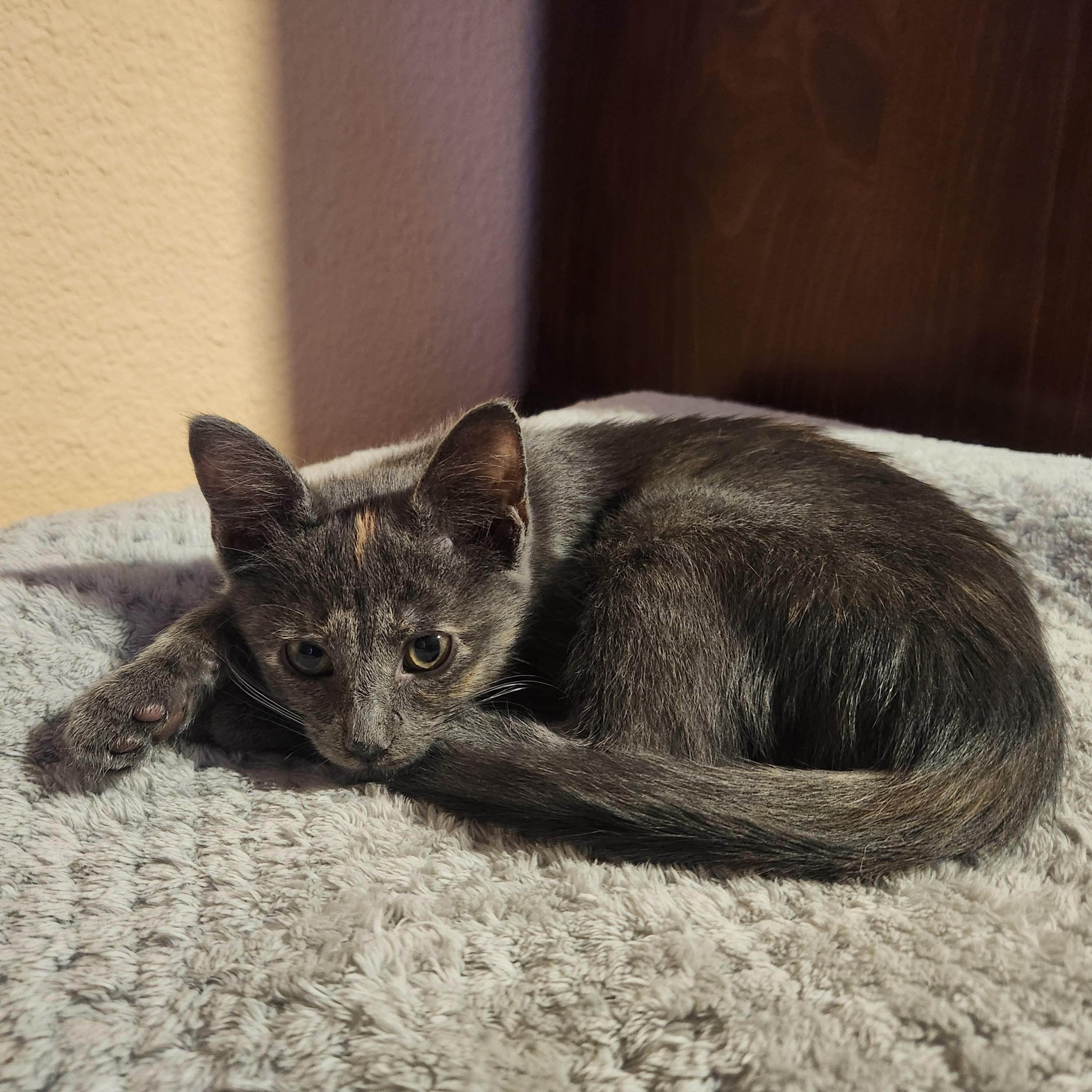 Enlarge Otter, a Adoptable Dilute Tortoiseshell in Allen, TX image 4/6