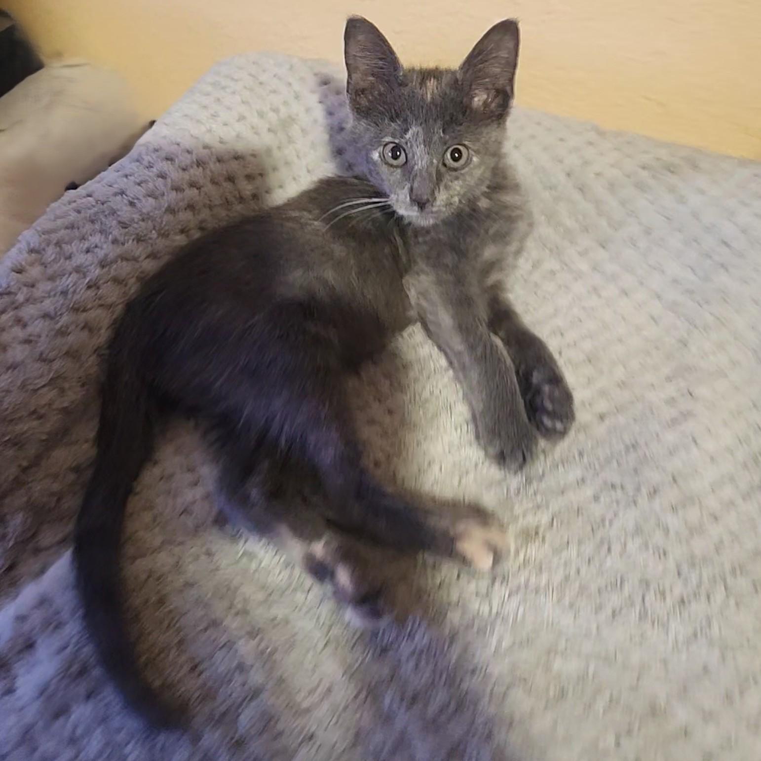 Enlarge Otter, a Adoptable Dilute Tortoiseshell in Allen, TX image 5/6