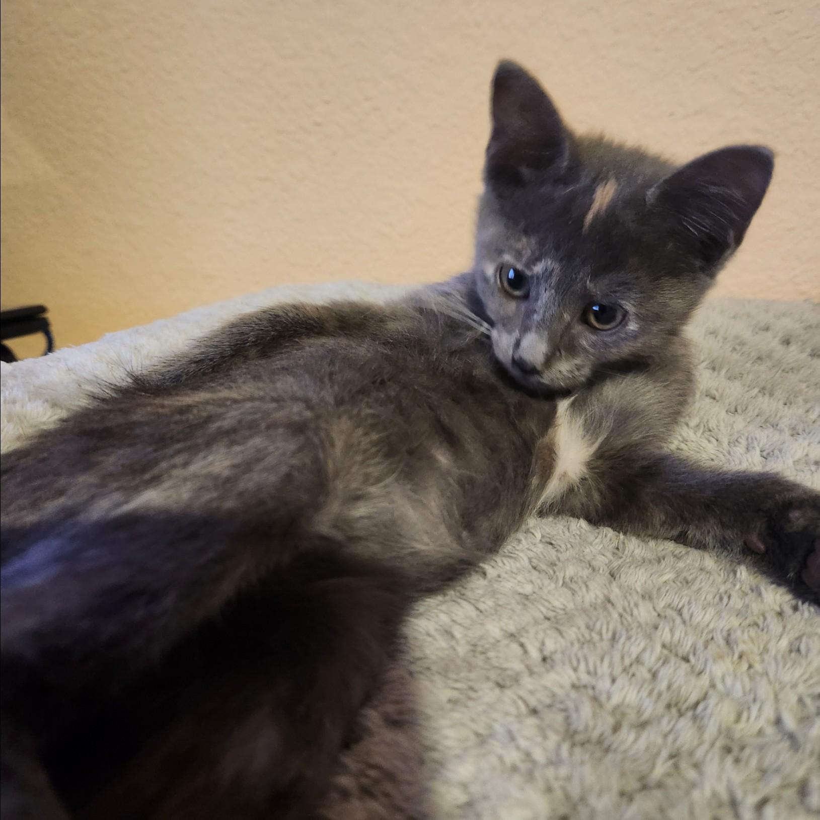 Enlarge Otter, a Adoptable Dilute Tortoiseshell in Allen, TX image 6/6