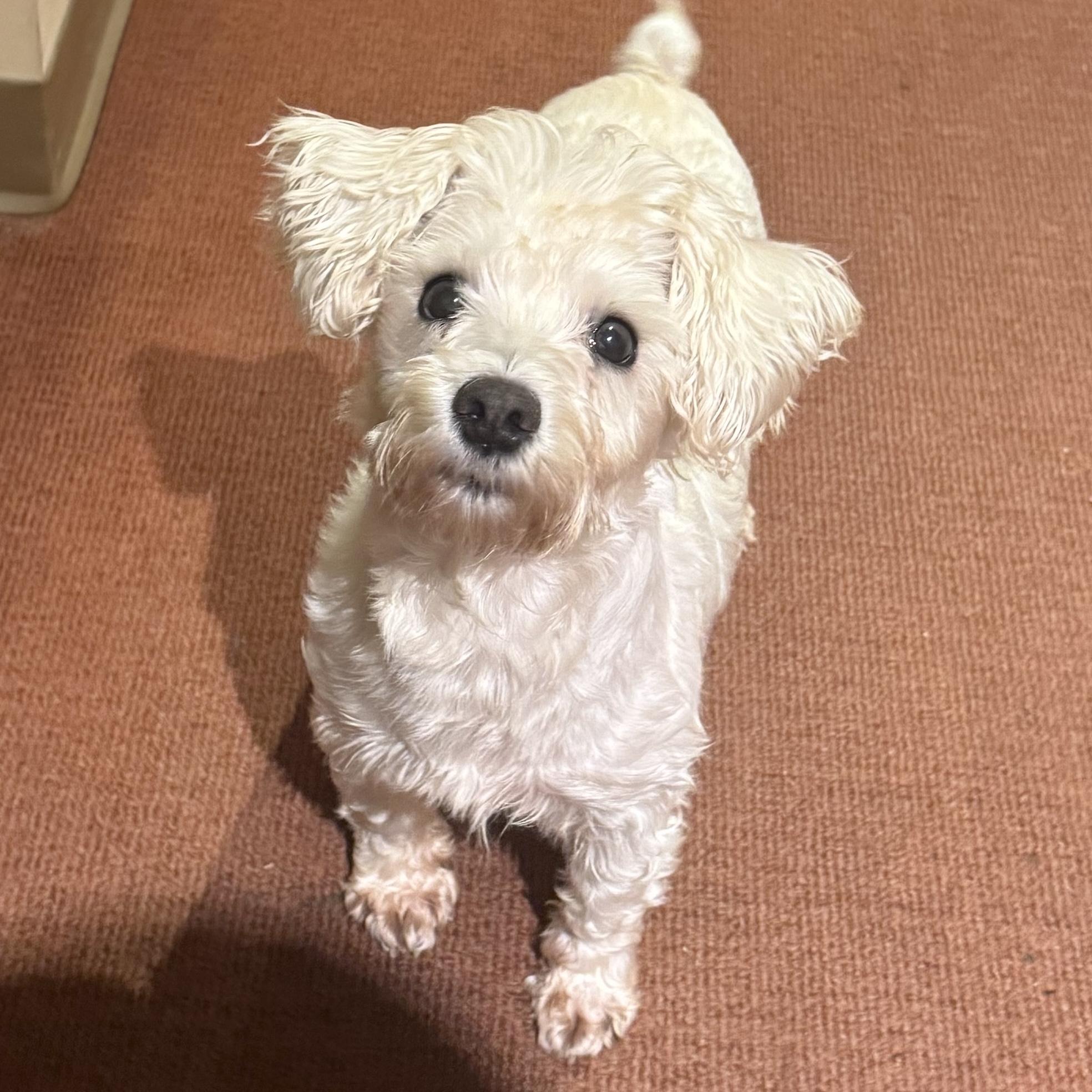 Elsa, ADOPTABLE, Adult Female Miniature Poodle & Miniature Schnauzer.