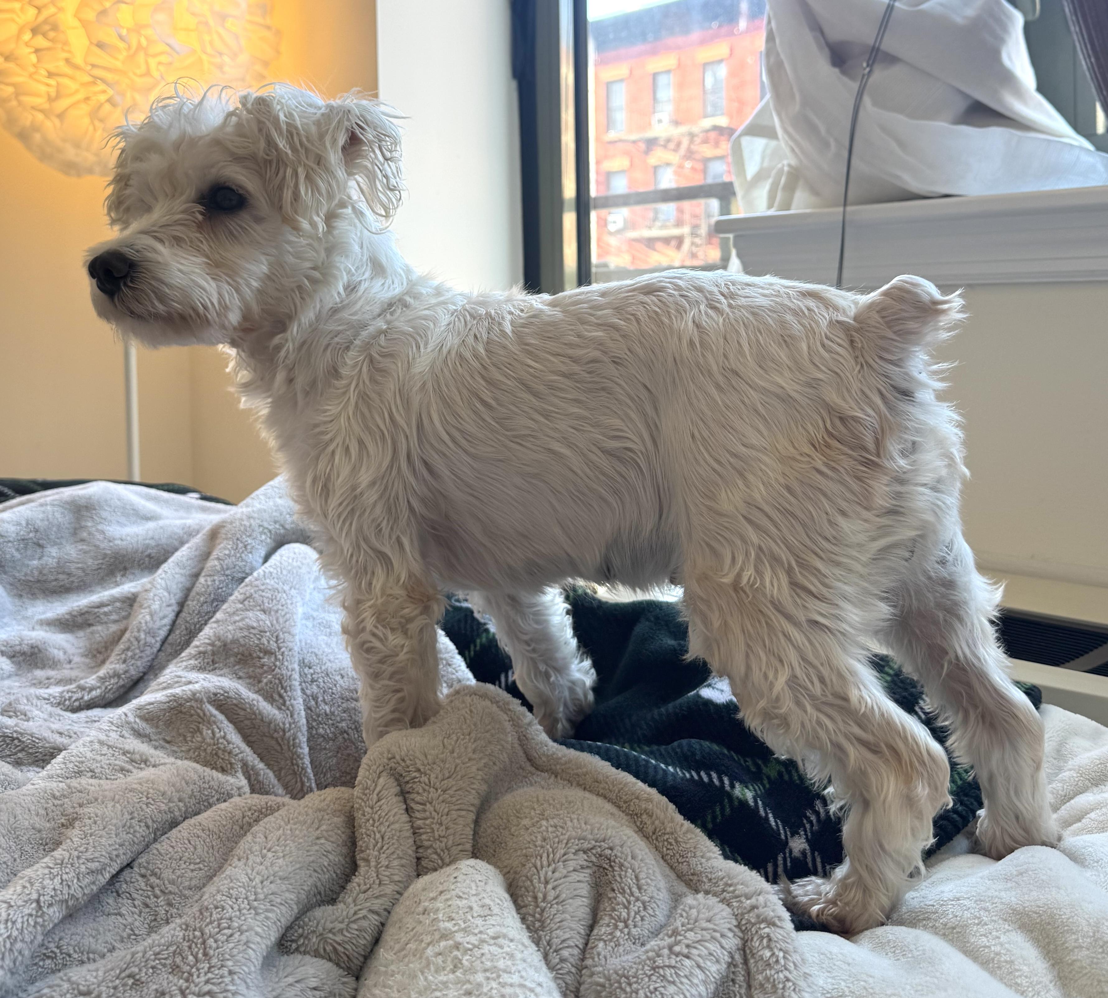 Enlarge Elsa, a ADOPTABLE mixed breed in Brooklyn, NY image 3/6