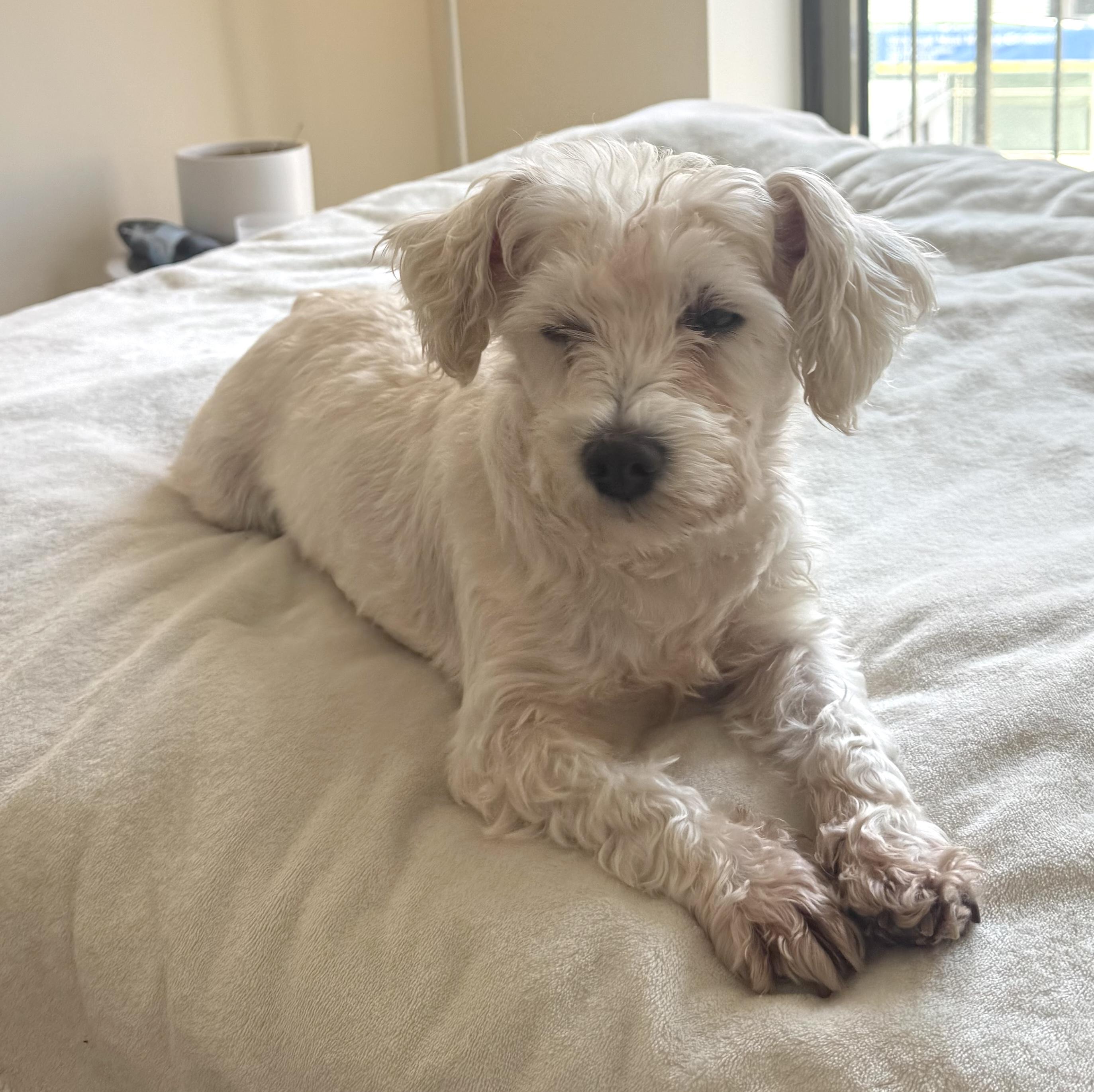 Enlarge Elsa, a ADOPTABLE mixed breed in Brooklyn, NY image 5/6