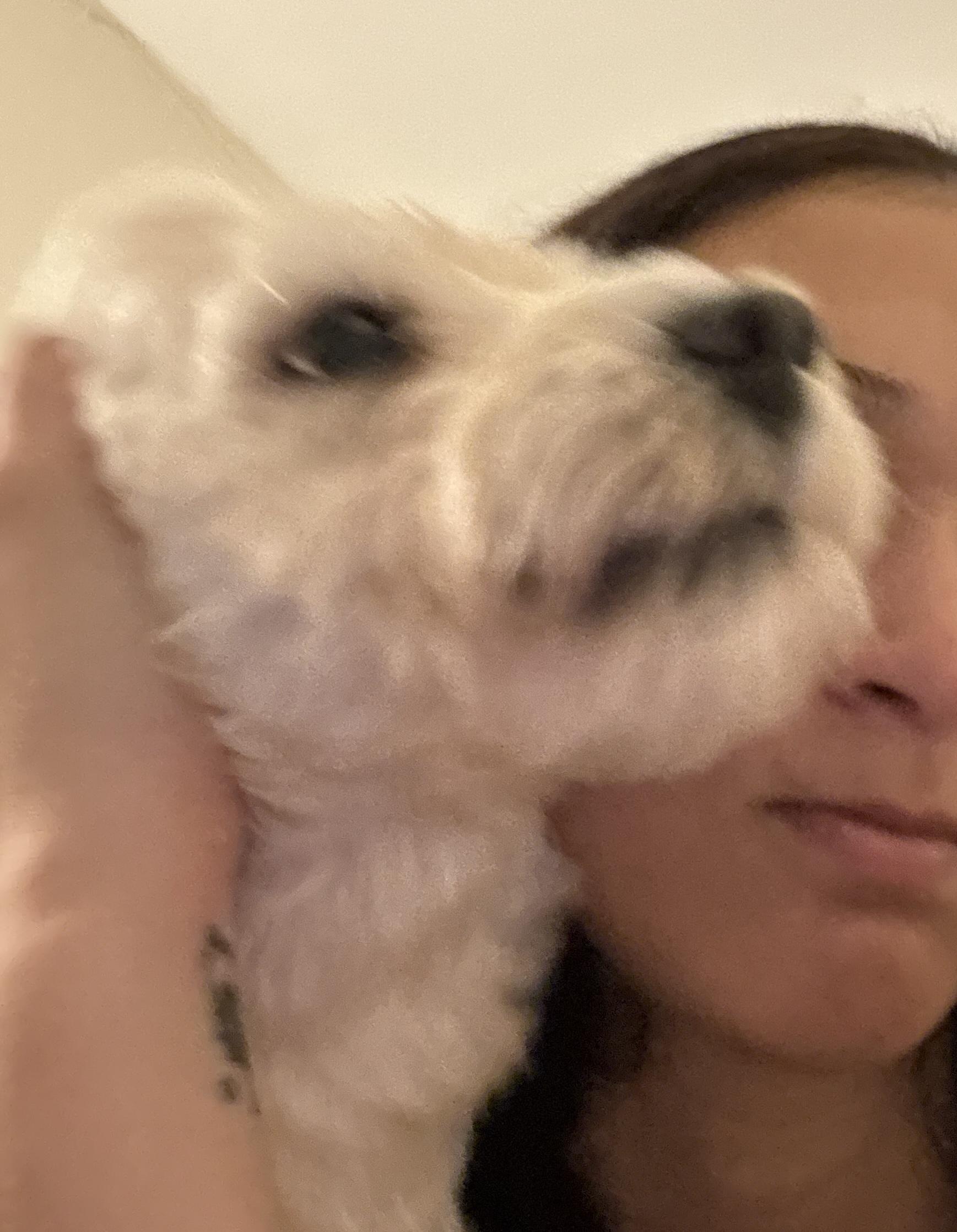 Enlarge Elsa, a ADOPTABLE mixed breed in Brooklyn, NY image 6/6