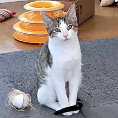 Enlarge Aimee, an adoptable Domestic Short Hair in Collierville, TN image 2/6