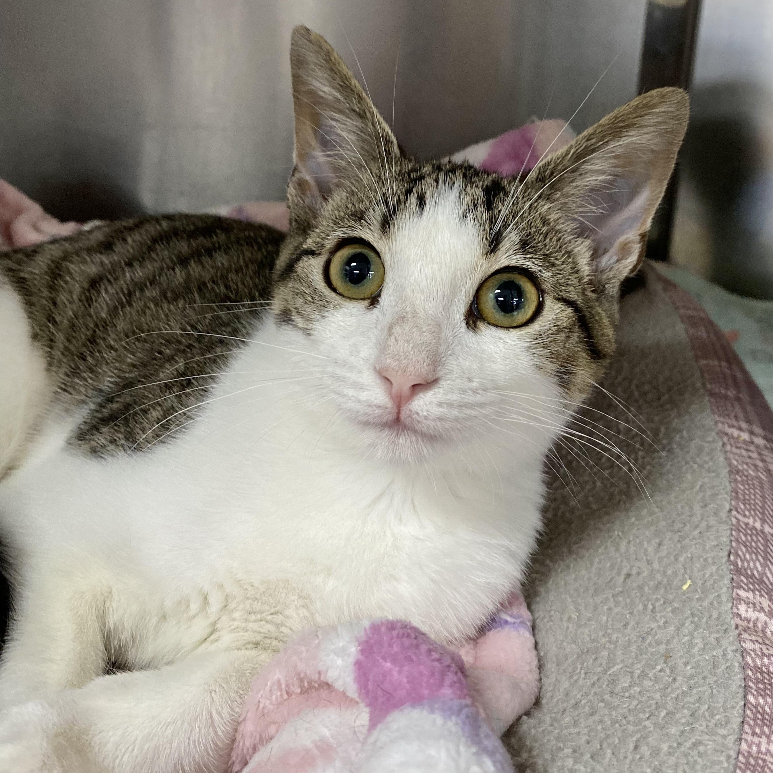 Enlarge Aimee, an adoptable Domestic Short Hair in Collierville, TN image 3/6