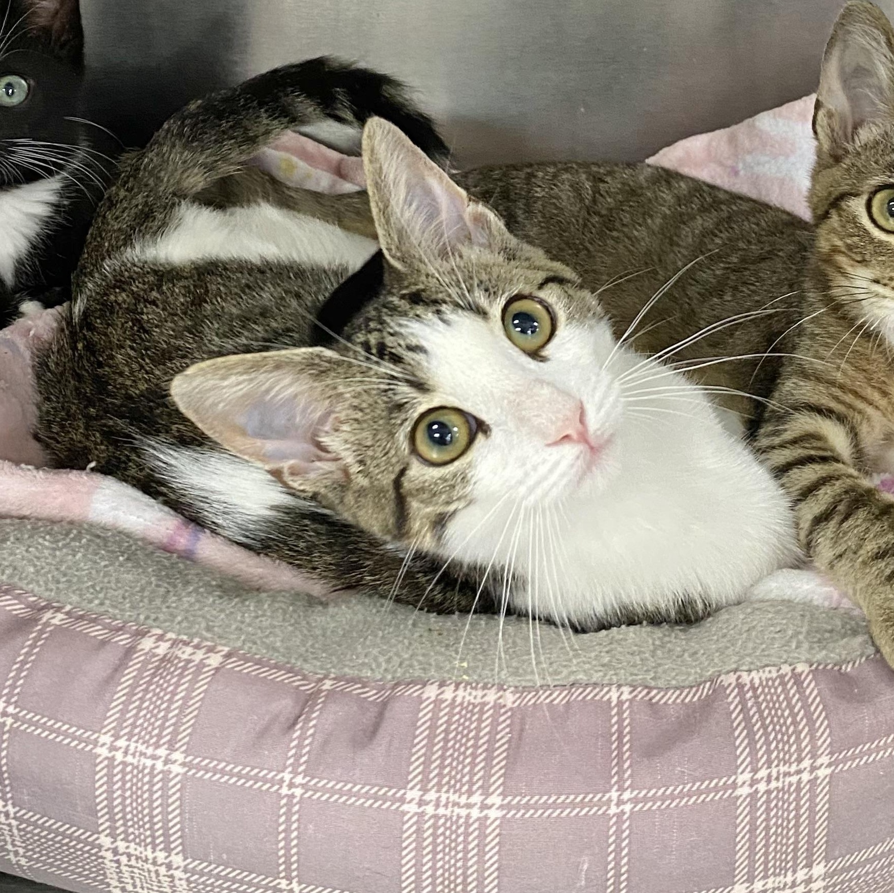 Aimee, adoptable, Kitten Female Domestic Short Hair.