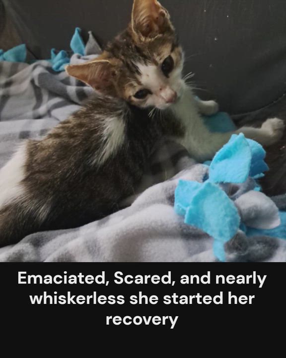 Enlarge Aimee, an adoptable Domestic Short Hair in Collierville, TN video 4/6