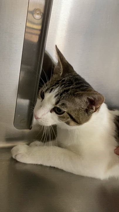 Enlarge Aimee, an adoptable Domestic Short Hair in Collierville, TN video 5/6