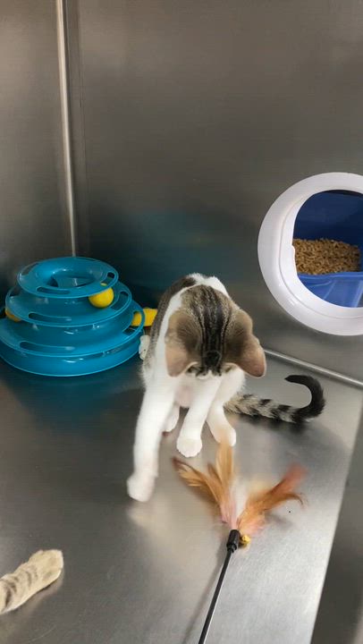 Enlarge Aimee, an adoptable Domestic Short Hair in Collierville, TN video 6/6