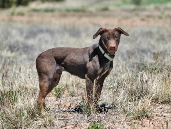 COUNT CHOCULA, Adoptable, Young Male Mixed Breed.