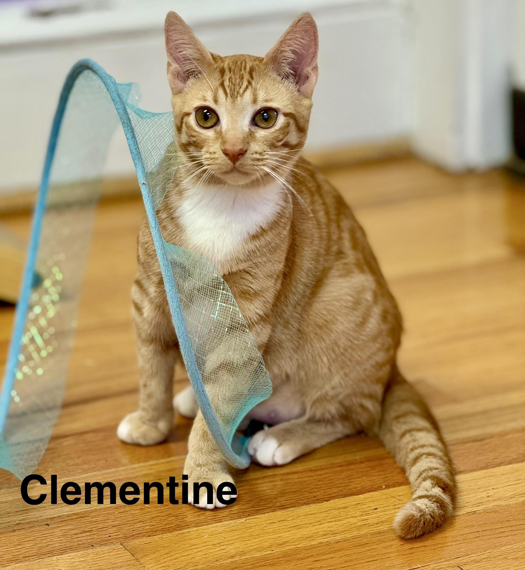 Enlarge Clementine & Sunny Sisters Orange Tabby, a ADOPTABLE Domestic Short Hair in Monroe, NC image 2/4