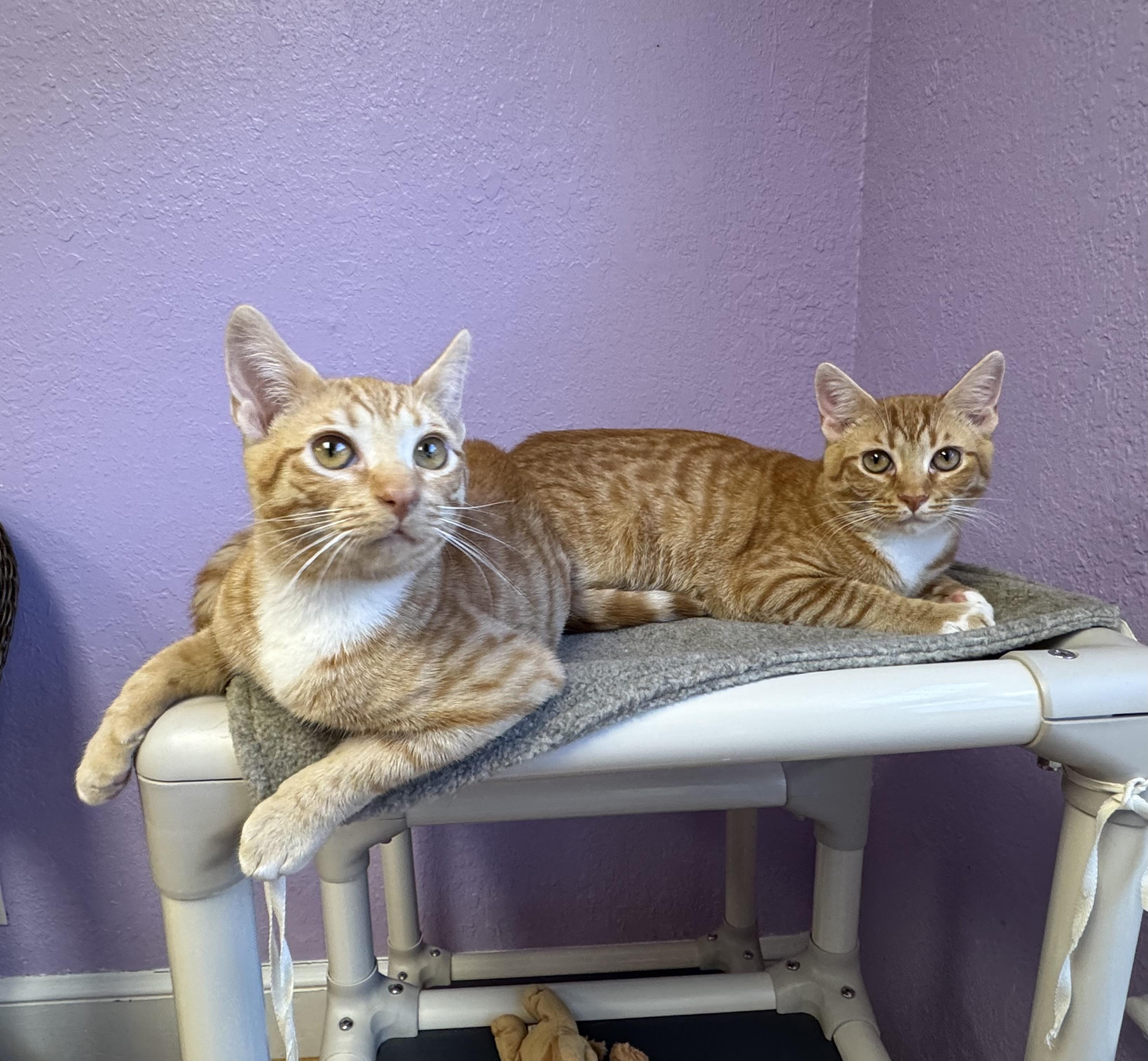 Clementine & Sunny Sisters Orange Tabby, ADOPTABLE, Young Female Domestic Short Hair.