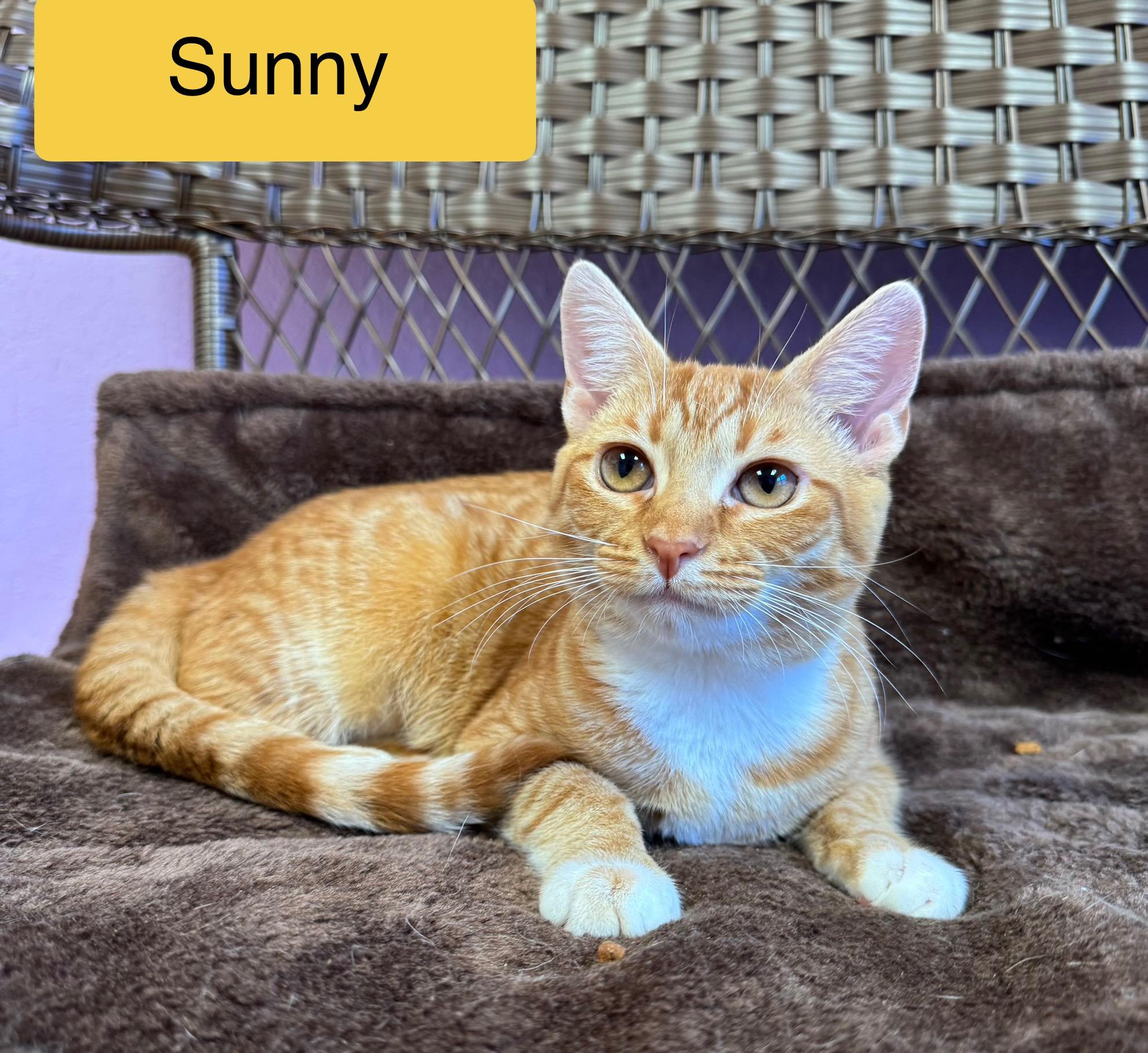 Enlarge Clementine & Sunny Sisters Orange Tabby, a ADOPTABLE Domestic Short Hair in Monroe, NC image 3/4