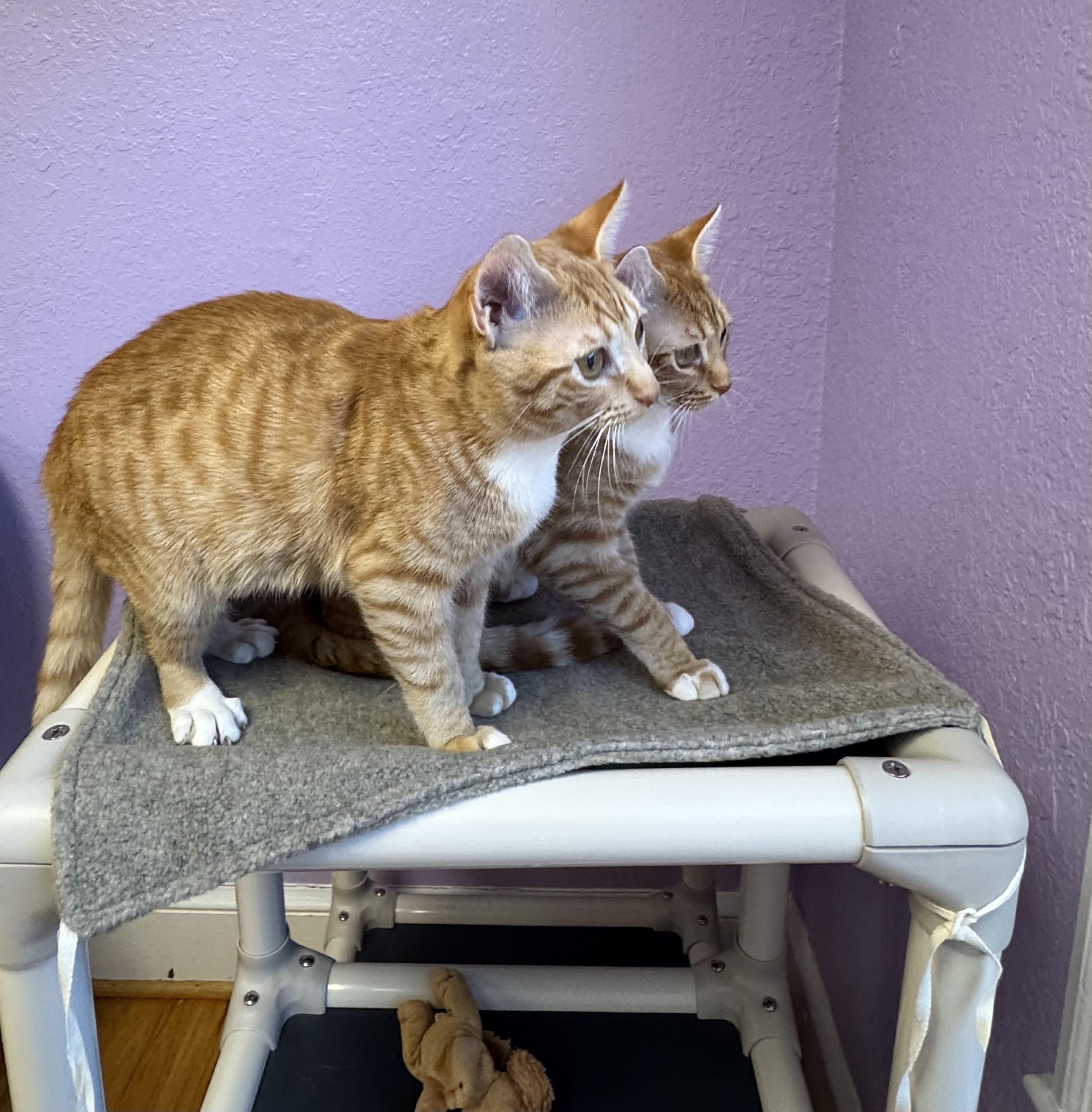 Enlarge Clementine & Sunny Sisters Orange Tabby, a ADOPTABLE Domestic Short Hair in Monroe, NC image 4/4