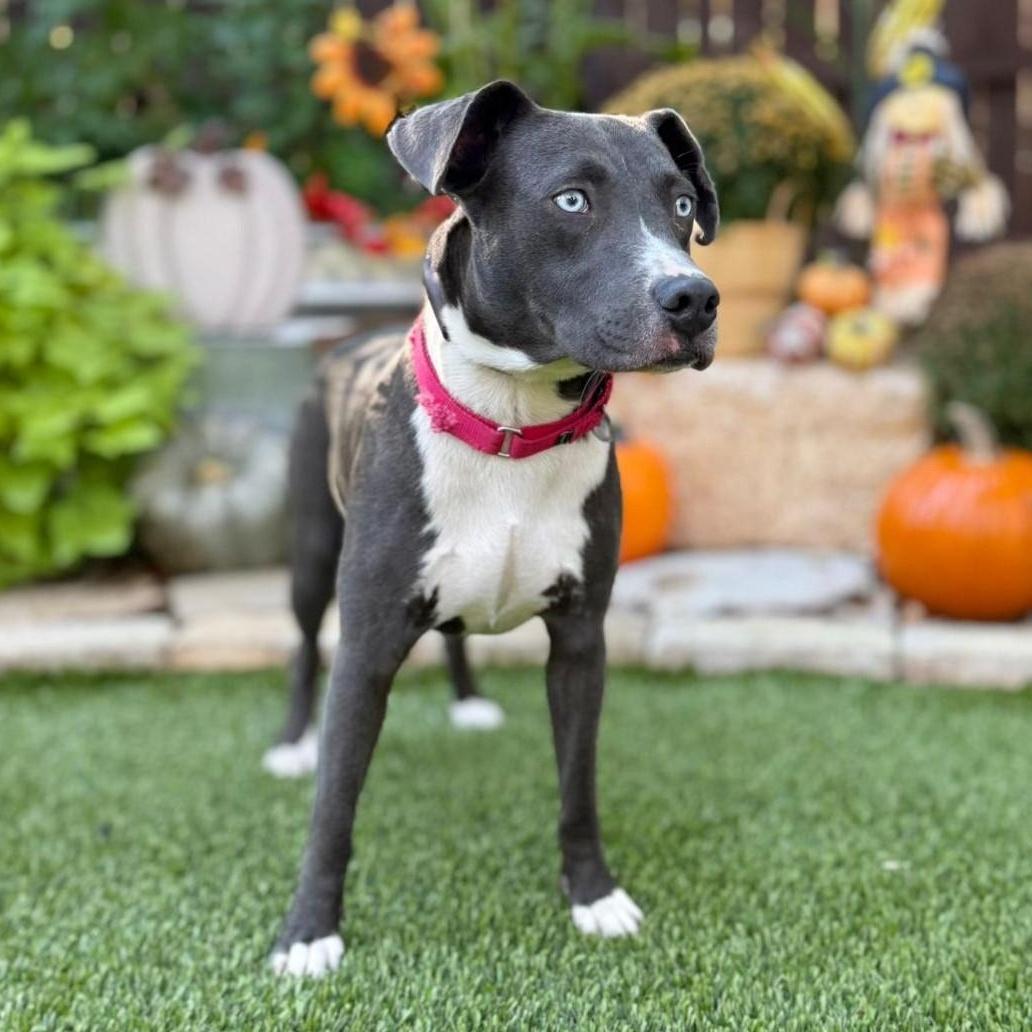 Grayson, Adoptable, Young Male Pit Bull Terrier & Labrador Retriever.