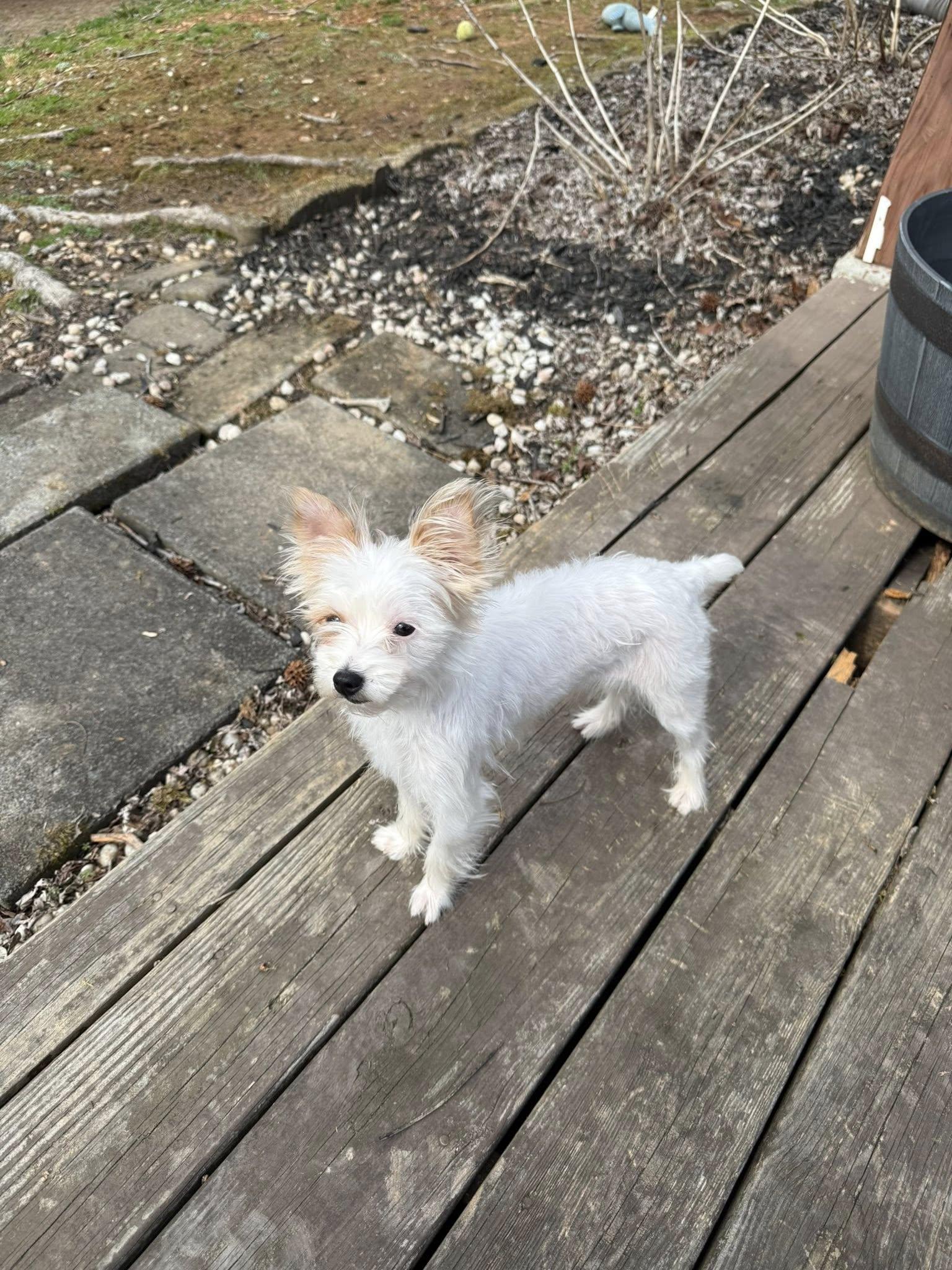 Enlarge Jitterbug, a Adopted Yorkshire Terrier in Greenville, SC image 1/3