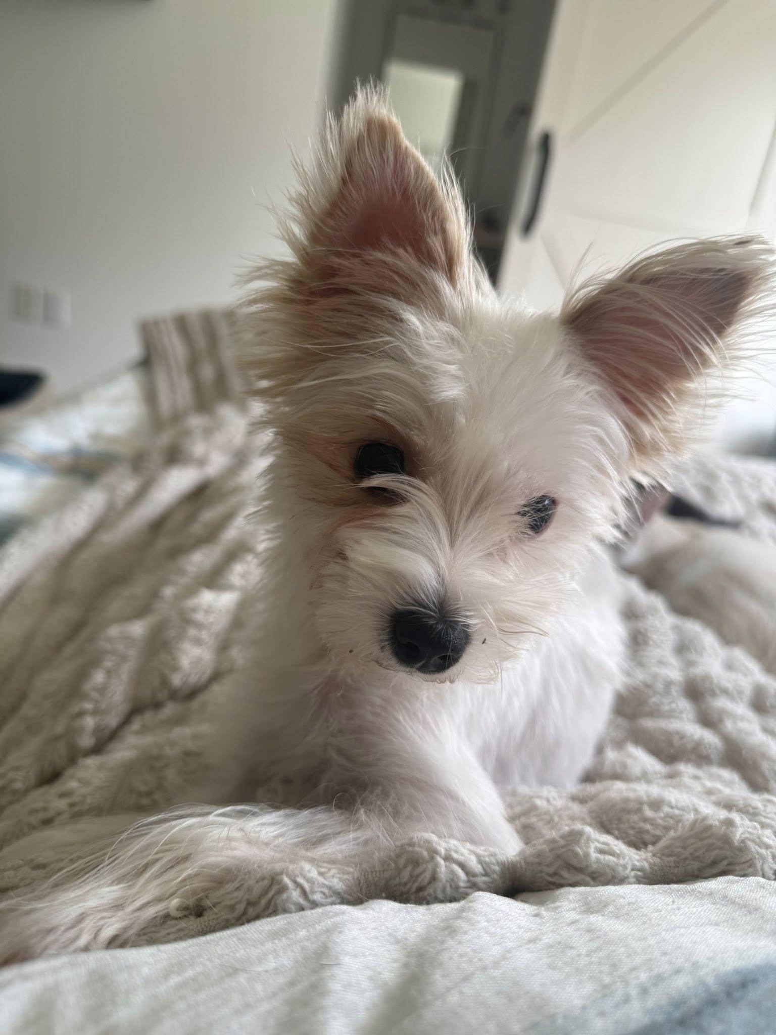 Enlarge Jitterbug, a Adopted Yorkshire Terrier in Greenville, SC image 3/3