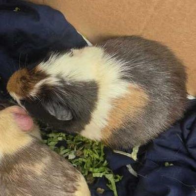 Timone, a Adoptable Guinea Pig in Chesapeake, VA image 1/2