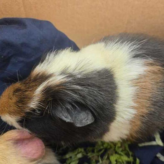 Timone, a Adoptable Guinea Pig in Chesapeake, VA image 2/2