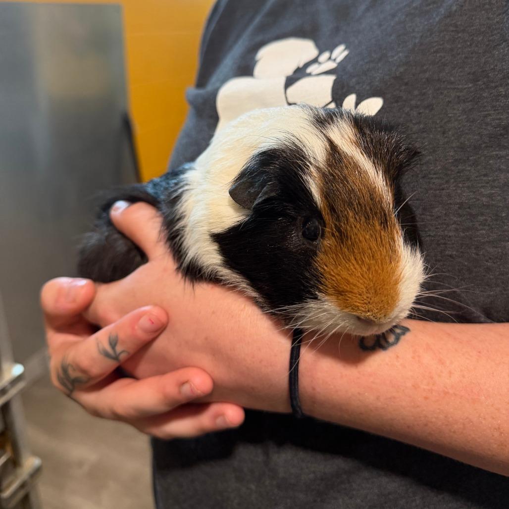 Timone, Adoptable, Adult Male Guinea Pig.