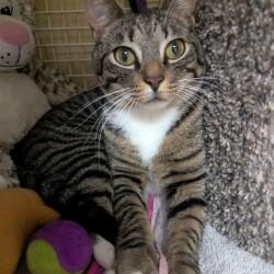 Astro, adopted, Young Male Domestic Short Hair.