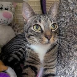 Enlarge Astro, an adopted Domestic Short Hair in Annapolis, MD image 2/2